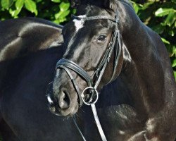 dressage horse Fürst Donnerhall 4 (Oldenburg, 2012, from Fürstenball)