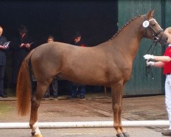 Springpferd Coeur de Garvo (Deutsches Reitpony, 2015, von Calido G)