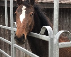 Springpferd B Taurisano del Salento Z (Zangersheide Reitpferd, 2017, von Button Sitte)