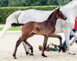 broodmare Alizar (Westphalian, 2018, from A La Carte NRW)