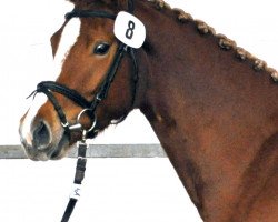 broodmare Cosima (Hanoverian, 2014, from Cascadello)