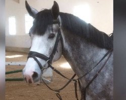 jumper Ugento del Salento (Zangersheide riding horse, 2014, from Button Sitte)