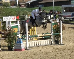 jumper C Leuca del Salento Z (Zangersheide riding horse, 2014, from Curtis Sitte)