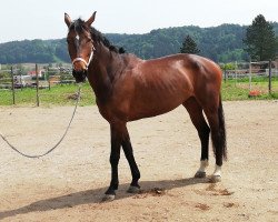 broodmare C‘est Laura (Württemberger, 2010, from Chamiro)