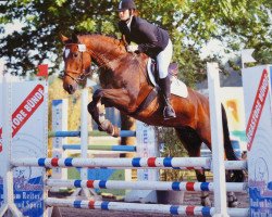 dressage horse Shiraz (Westfale, 2002, from Show Star)