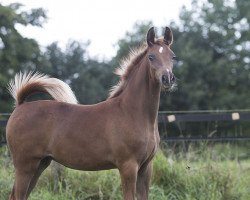 Pferd Stute von Jeryan Aljassimya (Vollblutaraber, 2017, von Jeryan Aljassimya)