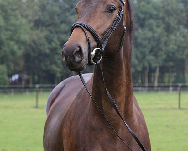 Pferd Mondriana (Trakehner, 2011, von Kasparow)