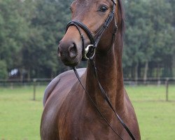 horse Mondriana (Trakehner, 2011, from Kasparow)