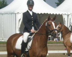 dressage horse D' Amour (German Riding Pony, 2008, from Danilo 80)