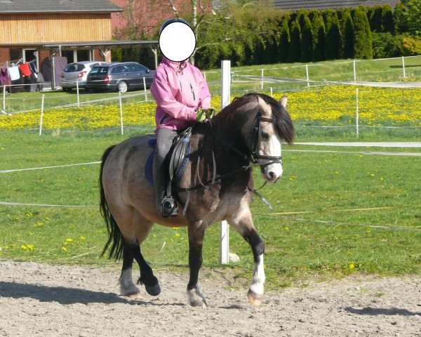 Dressurpferd Torc´s Bright Tassolo (Welsh Mountain Pony (Sek.A), 2007, von Kampanje's Torc)