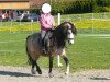 dressage horse Torc's Bright Tassilo (Welsh mountain pony (SEK.A), 2007, from Kampanje's Torc)