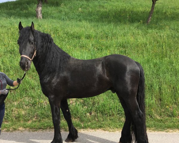 horse Dark Therious N (Arabofriese, 2014, from Yk Dark President)