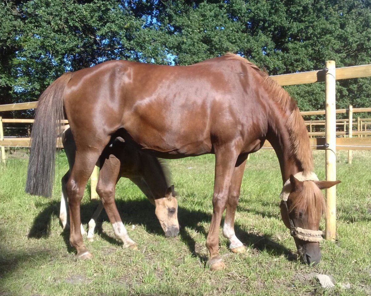 Zuchtstute Dancing Jamie AT (Deutsches Reitpony, 2000, von Dressman)