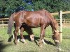 broodmare Dancing Jamie AT (German Riding Pony, 2000, from Dressman)