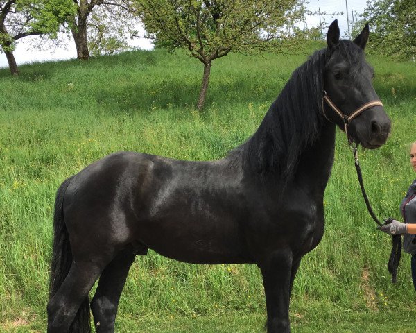horse Trussardi (Arabofriese, 2014, from Yk Dark President)