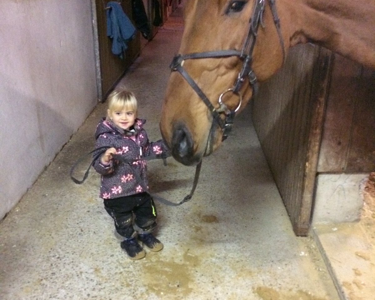 jumper Hidalgo (KWPN (Royal Dutch Sporthorse), 2012, from Inshallah de Muze)