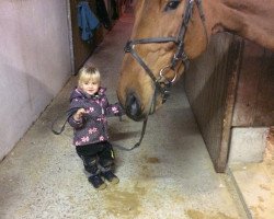 jumper Hidalgo (KWPN (Royal Dutch Sporthorse), 2012, from Inshallah de Muze)