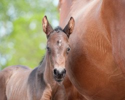 Springpferd Life in Paradise (Ungarisches Warmblut, 2018, von Kannan)