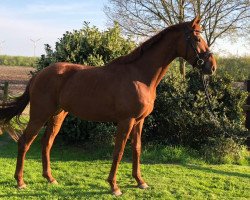 dressage horse Don Athello (Hanoverian, 2015, from Donatus)