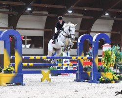 horse Jolka HF Alkapet (Czech Warmblood,  )