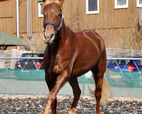 dressage horse Bauers Bibi Blocksberg (German Riding Pony, 2014, from Baldini 9)