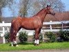 dressage horse Beluga B (Hanoverian, 2013, from Belissimo)