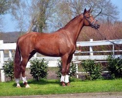 dressage horse Beluga B (Hanoverian, 2013, from Belissimo)