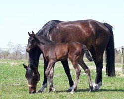 dressage horse Frau Johnson (Oldenburg, 2018, from Fürstbischof)