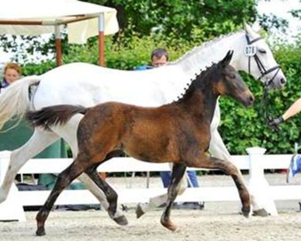 horse Antonia (Oldenburg, 2013, from Antango du Feuillard)