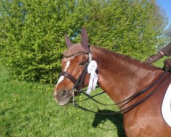 dressage horse Raylien (Oldenburg, 2010, from Agrostar)