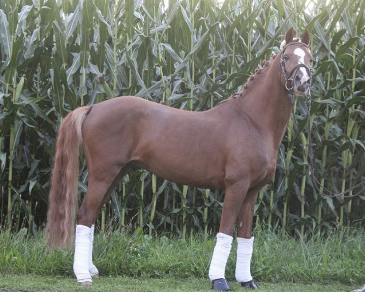 Deckhengst Cavalino M (Deutsches Reitpony, 2011, von Capri Moon)
