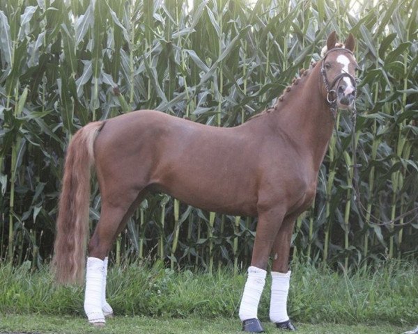 stallion Cavalino M (German Riding Pony, 2011, from Capri Moon)