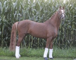 Deckhengst Cavalino M (Deutsches Reitpony, 2011, von Capri Moon)