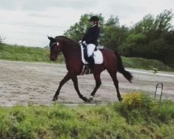 dressage horse Stöpsel 34 (Hannoveraner, 2012, from Stalypso)