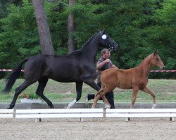 stallion Jacco (Oldenburg, 2012, from Glock's Johnson Tn)