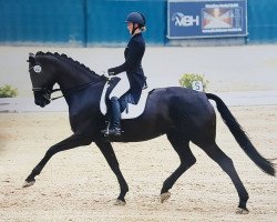 broodmare Loreley 104 (Rhinelander, 2010, from Lord Loxley I)