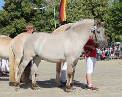 horse Jeda (Fjord Horse, 2015, from Kristofferson)