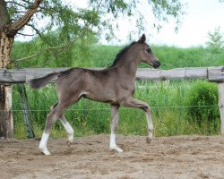 dressage horse First Romance (Oldenburg, 2015, from For Romance I)