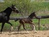 dressage horse Fanta Vier 5 (Oldenburg, 2013, from For Romance I)