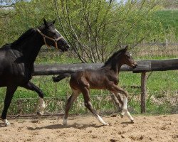 dressage horse Fanta Vier 5 (Oldenburg, 2013, from For Romance I)