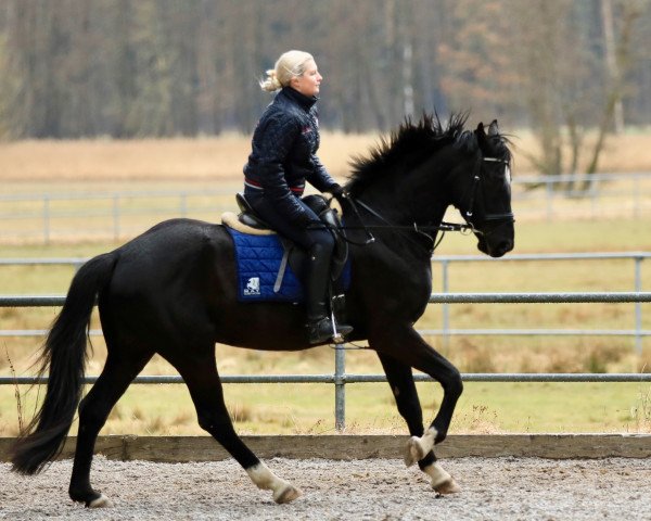 dressage horse Replay (Hanoverian, 2013, from Royal Classic I)