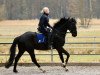 Dressurpferd Replay (Hannoveraner, 2013, von Royal Classic I)