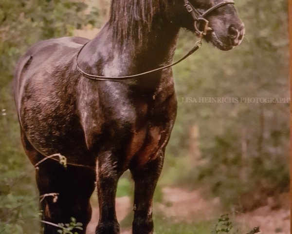 horse Alsvir vom Widukindland (Iceland Horse, 2005, from Galsi von Roetgen)