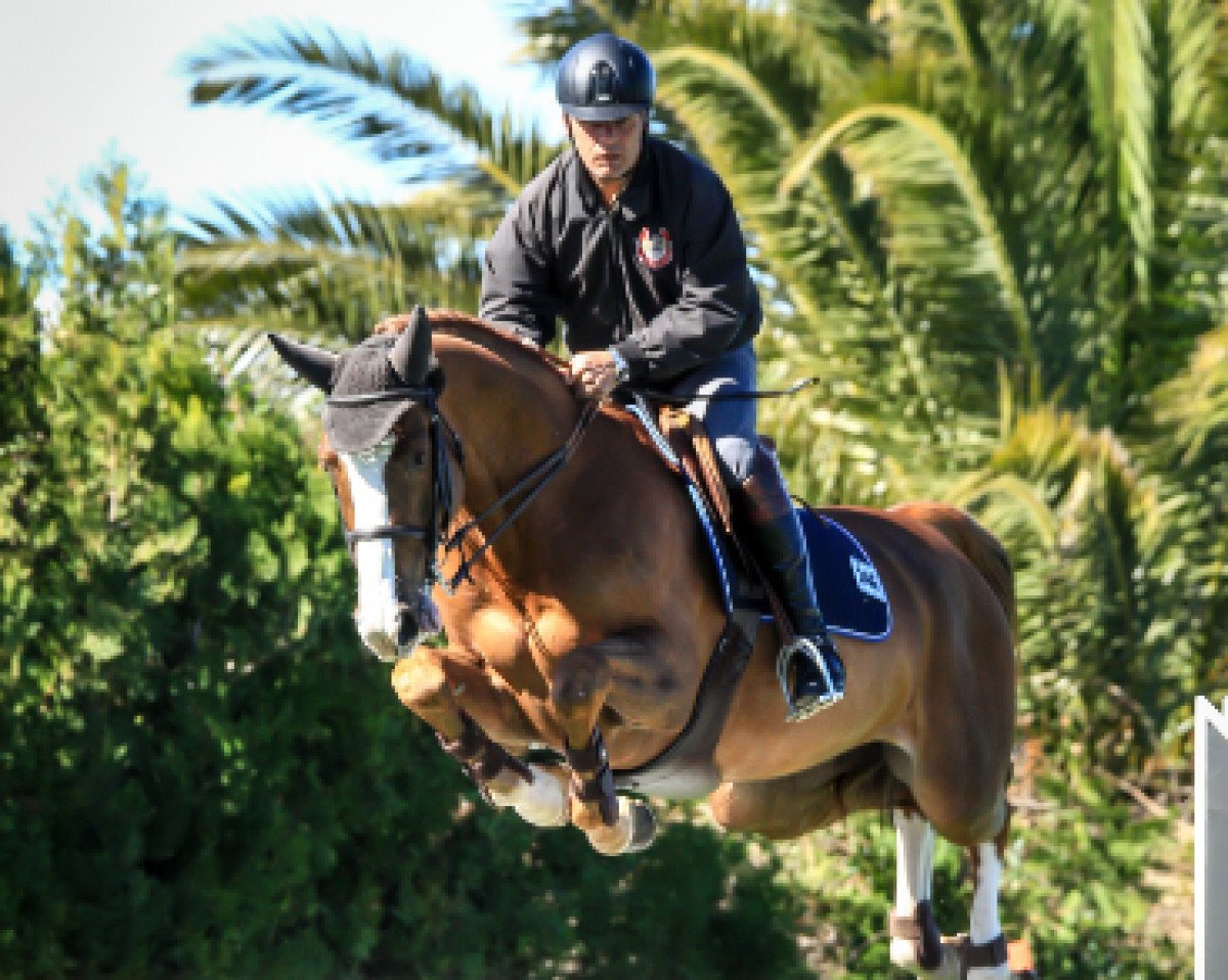 stallion Dutch Design (KWPN (Royal Dutch Sporthorse), 2008, from Dollar de la Pierre)