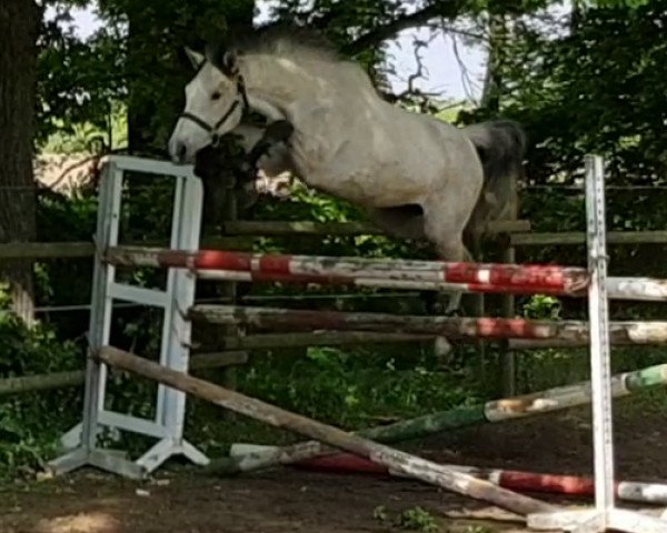 broodmare Chassi (Holsteiner, 2013, from Corrado I)