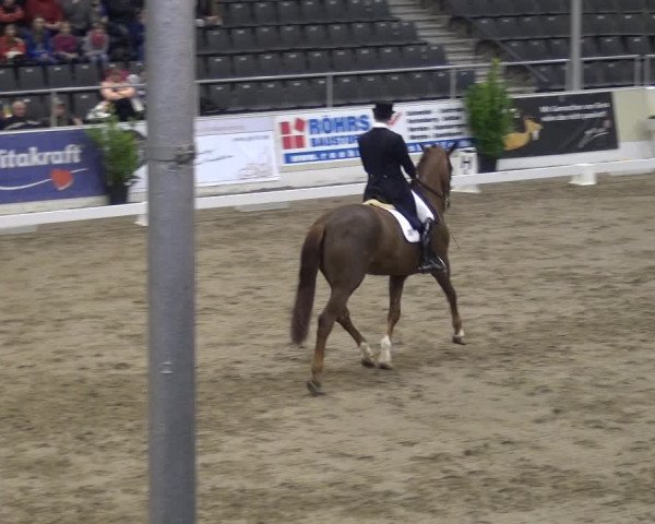 VER-Dinale 2018 - Verdener Hallenreitturnier