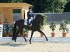 stallion Dorian Gray 4 (Austrian Warmblood, 2000, from Davignon II)