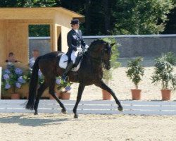 stallion Dorian Gray 4 (Austrian Warmblood, 2000, from Davignon II)