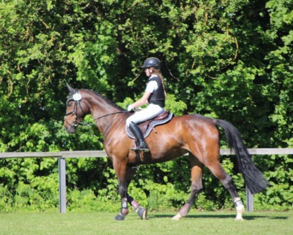 dressage horse Faylinn (Hanoverian, 2008, from Fidertanz)