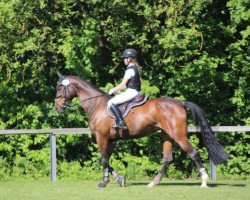 dressage horse Faylinn (Hannoveraner, 2008, from Fidertanz)